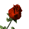 Rose Gif Animated gifs flowers roses